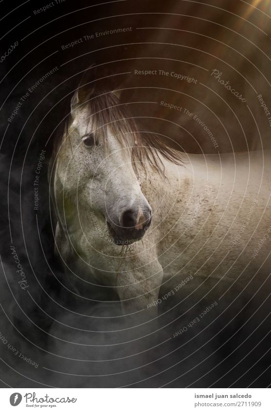 beautiful white horse portrait in the nature Horse White Portrait photograph Animal Wild head eyes ears hair Nature Cute Beauty Photography Elegant wild life