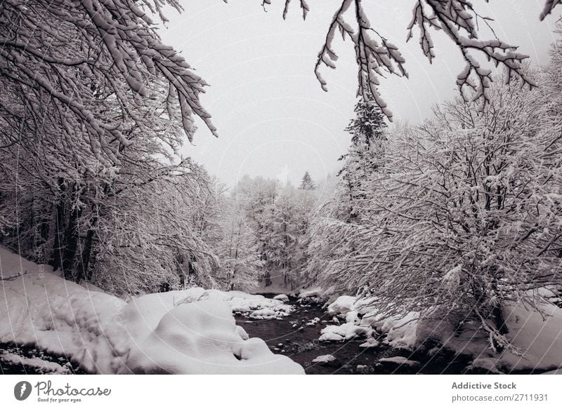 Fir forest covered with snow Forest fir Winter Nature Snow White Mountain Hill Cold Tree Frost Landscape Ice Seasons Wood Beauty Photography Spruce Beautiful