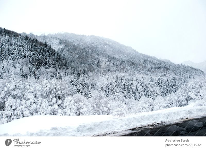 Fir forest covered with snow Forest fir Winter Nature Snow White Mountain Hill Cold Tree Frost Landscape Ice Seasons Wood Beauty Photography Spruce Beautiful