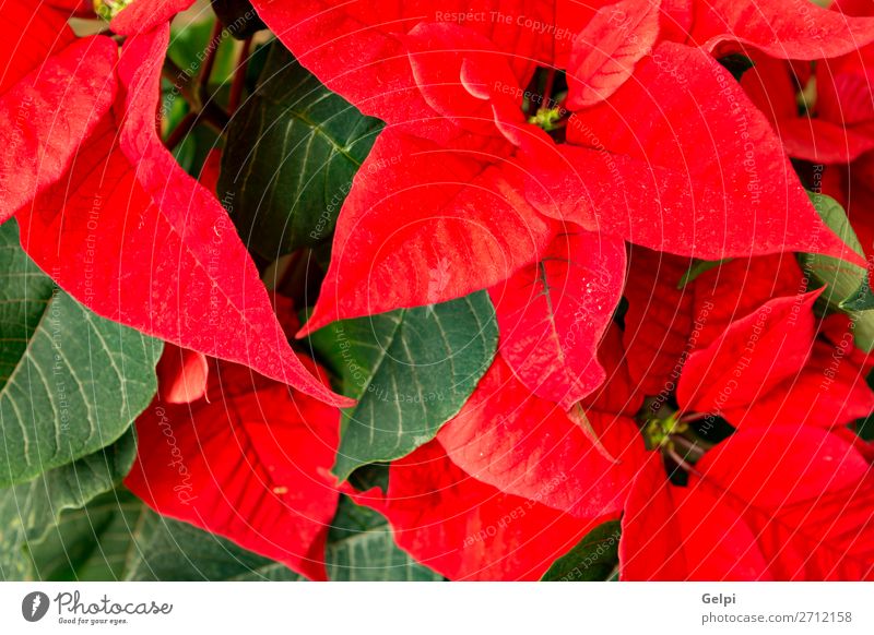 Beautiful red poinsettia Winter Garden Decoration Feasts & Celebrations Christmas & Advent Nature Plant Flower Leaf Blossom Wood Ornament Bright Green Red White