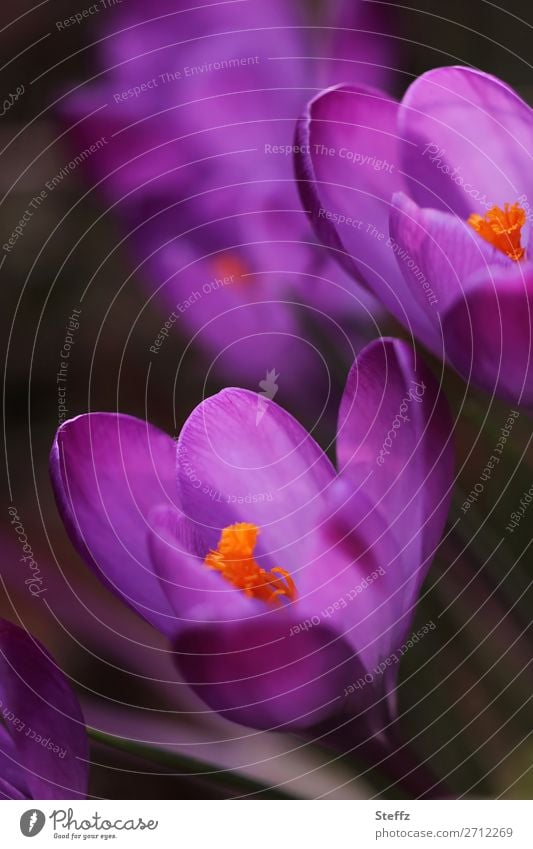 blooming crocuses Crocus spring flowers Spring Crocuses Spring flowering plant Flare vernally blossoms Pistil spring awakening Blossoming delicate blossoms