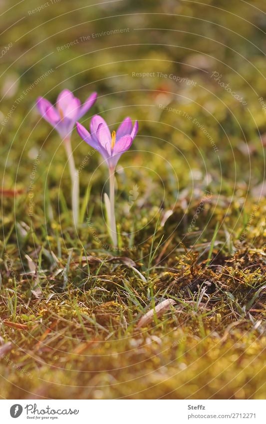 delicate crocuses bloom in march Crocus flowering crocuses blooming spring flowers spring awakening Spring Crocuses Spring flowering plant March heyday vernally