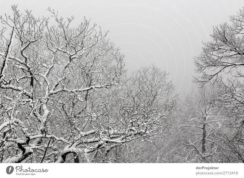 Winter forest in the Harz X Storm damage Bark-beetle Climate change mountain Saxony-Anhalt Adventure Tourism Trip Freedom Sightseeing Snow Winter vacation