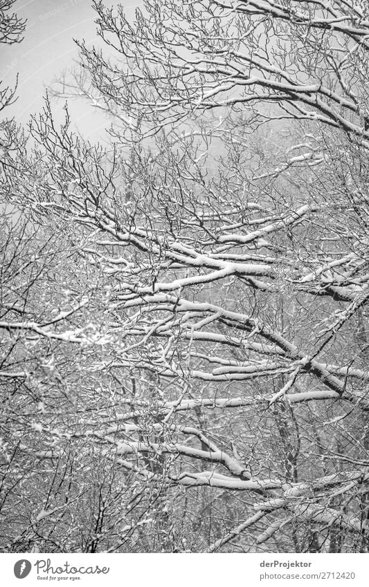 Winter forest in the Harz VII Storm damage Bark-beetle Climate change mountain Saxony-Anhalt Adventure Tourism Trip Freedom Sightseeing Snow Winter vacation