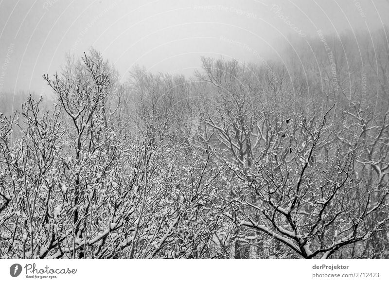 Winter forest in the Harz XIII Storm damage Bark-beetle Climate change mountain Saxony-Anhalt Adventure Tourism Trip Freedom Sightseeing Snow Winter vacation