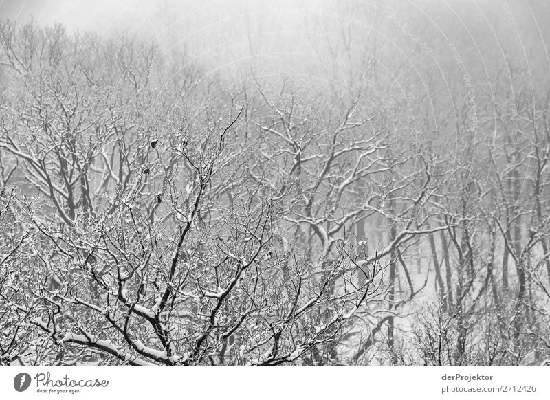 Winter forest in the Harz XI Storm damage Bark-beetle Climate change mountain Saxony-Anhalt Adventure Tourism Trip Freedom Sightseeing Snow Winter vacation