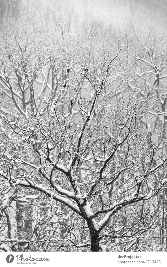 Winter forest in the Harz VI Storm damage Bark-beetle Climate change mountain Saxony-Anhalt Adventure Tourism Trip Freedom Sightseeing Snow Winter vacation