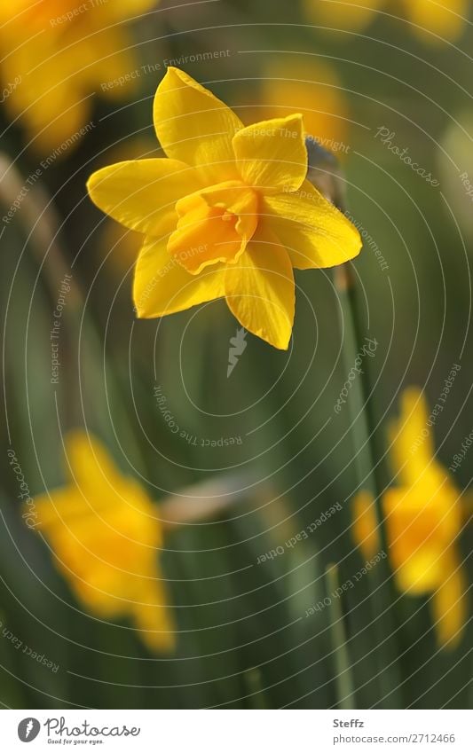 flowering yellow daffodil Narcissus narcissus Wild daffodil Easter bells Flower Blossom Spring snowflake spring flowers Spring flowering plant spring blossoms