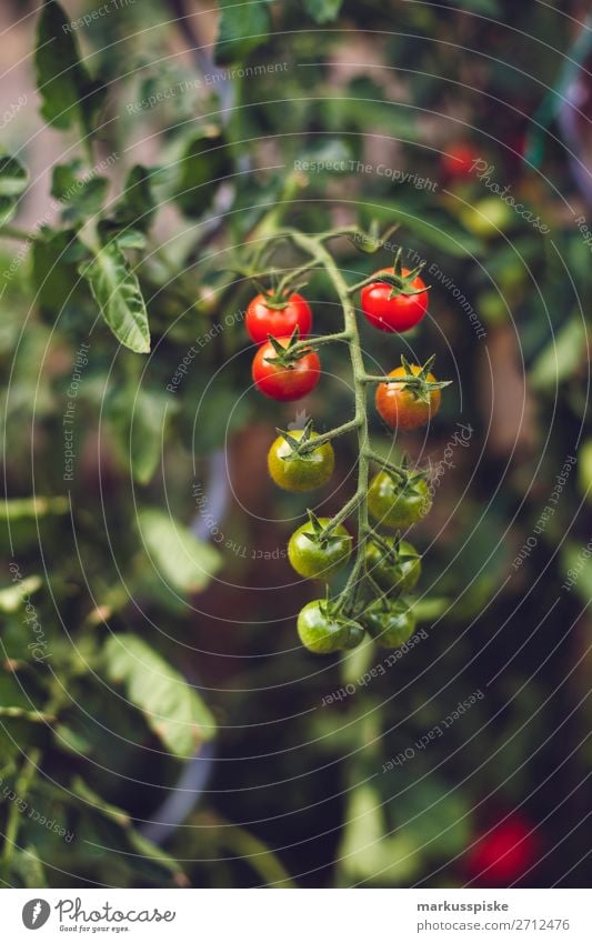 fresh organic tomatoes Food Vegetable Tomato Tomato plantation Picnic Organic produce Vegetarian diet Diet Fasting Slow food Italian Food Joy Happy