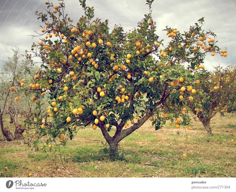 l'orange Nature Spring Tree Exotic Orange tree Plantation Thirst Many Majorca Colour photo Subdued colour Exterior shot