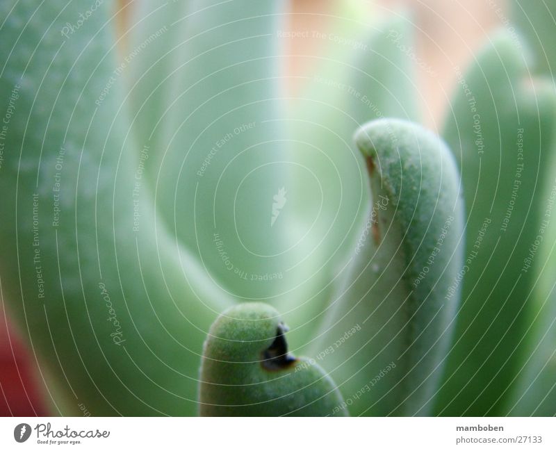 meat plant Plant Mediterranean succulent Macro (Extreme close-up) Detail Nature