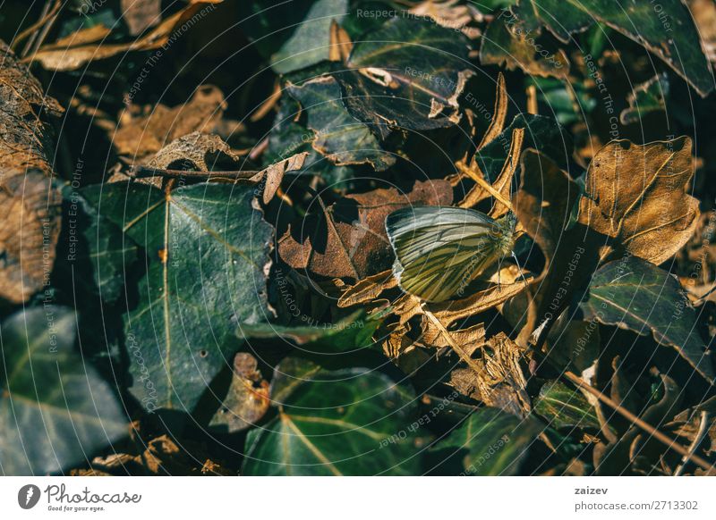 A butterfly among fallen leaves in an autumn forest Beautiful Body Life Nature Plant Animal Autumn Leaf Forest Butterfly Cute Brown Green Colour fauna