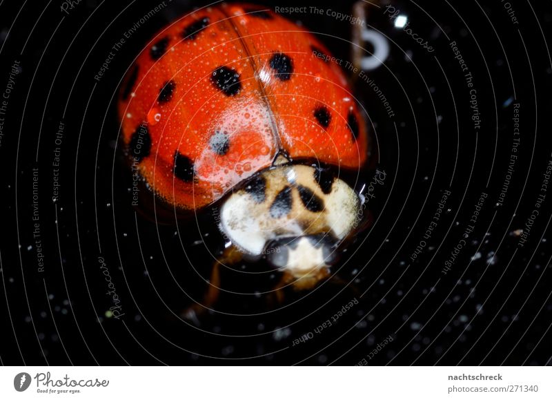 Ladybird Freischwimmer Animal Beetle 1 Watering can Drop Swimming & Bathing Dark Fluid Red Black Love of animals Help Exhaustion Joie de vivre (Vitality)