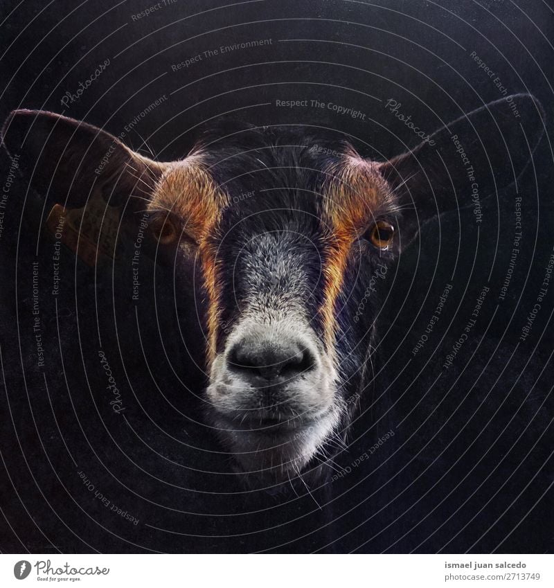 elegant black goat portrait in the nature Goats Black Portrait photograph Animal Wild head eyes ears hair Nature Cute Beauty Photography Elegant wild life Rural