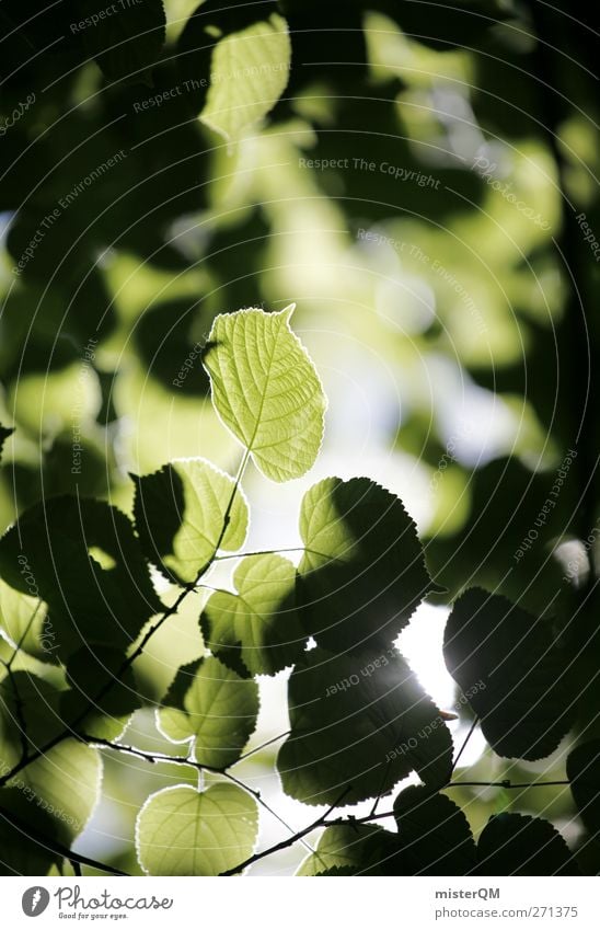 Green Valldemossa. Art Esthetic Contentment Nature Natural Leaf Leaf canopy Heaven Green undertone Ecological Healthy Exterior shot Light (Natural Phenomenon)