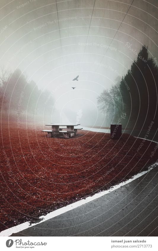 road and trees in the forest with fog in the mountain Street Lanes & trails Forest Tree Red Leaf branches Mountain Nature Landscape Vacation & Travel