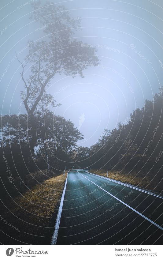 road and trees with fog in the forest in the nature Street Lanes & trails Forest Tree Red Leaf branches Mountain Nature Landscape Vacation & Travel Destination