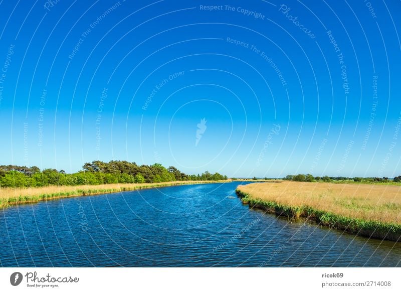 View of the Prerow stream in Prerow Relaxation Vacation & Travel Tourism Nature Landscape Water Cloudless sky Weather Tree Leaf Forest Blue Yellow Green Idyll