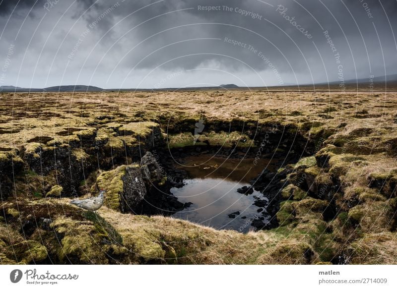 water hole Nature Landscape Plant Sky Clouds Horizon Spring Bad weather Moss Rock Bog Marsh Pond Deserted Dark Brown Yellow Gray Green Iceland Snæfellsnes