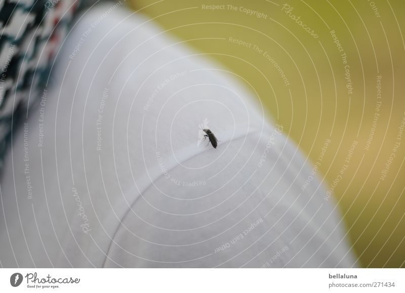 Hiddensee | Helipad I Human being Body 1 Environment Nature Plant Animal Spring Beautiful weather Grass Meadow Wild animal Beetle Sit Black White Neckerchief