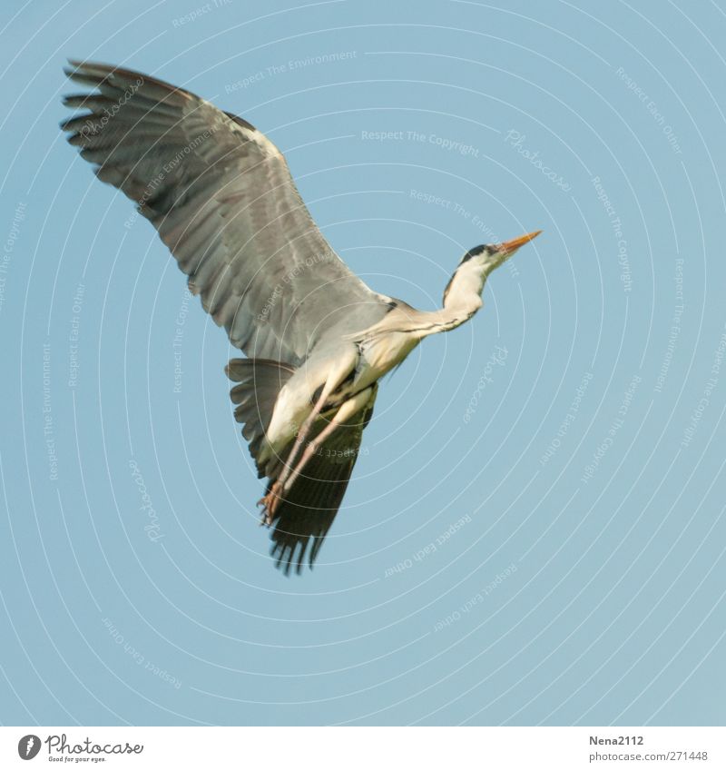 grey heron Animal Wild animal Bird Wing 1 Flying Large Gray Heron Grey heron Departure Freedom Colour photo Exterior shot Deserted Copy Space left