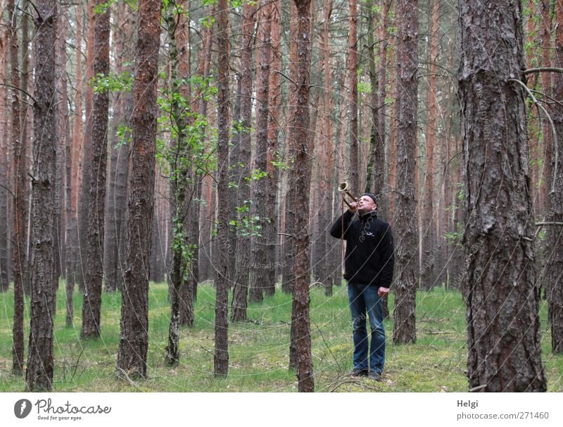 Man in jeans and dark jacket is standing in a spruce forest blowing a trumpet Human being Masculine Adults 1 45 - 60 years Environment Nature Plant Spring Tree