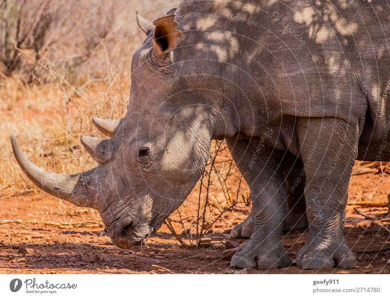 Don't let your head hang down Vacation & Travel Tourism Trip Adventure Far-off places Freedom Sightseeing Safari Expedition Environment Nature Warmth Drought