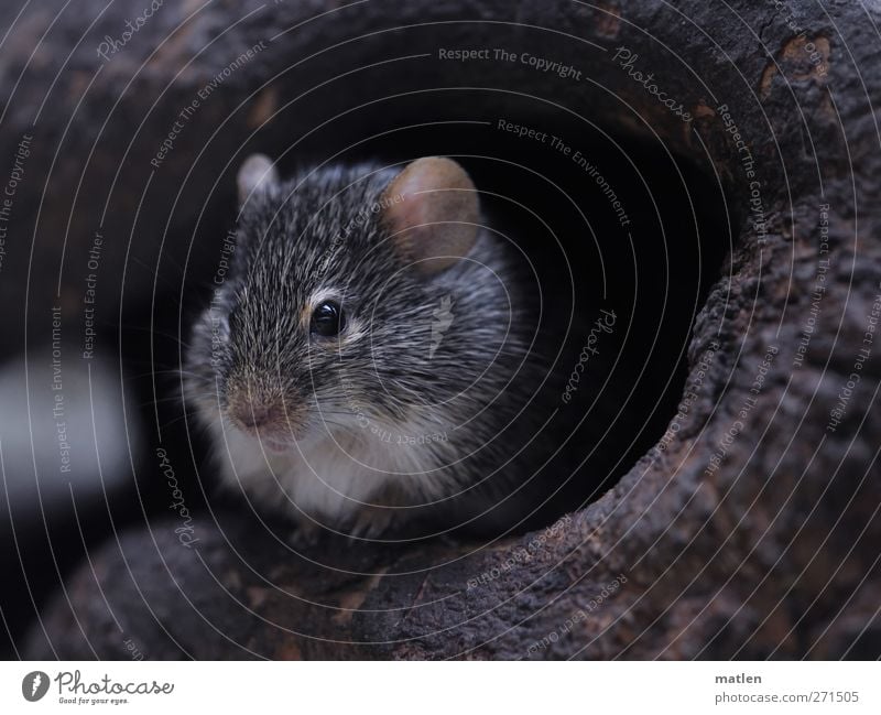 mausoleum Tree Animal Mouse 1 Brown Gray Cave temporise Subdued colour Close-up Day Animal portrait Looking into the camera