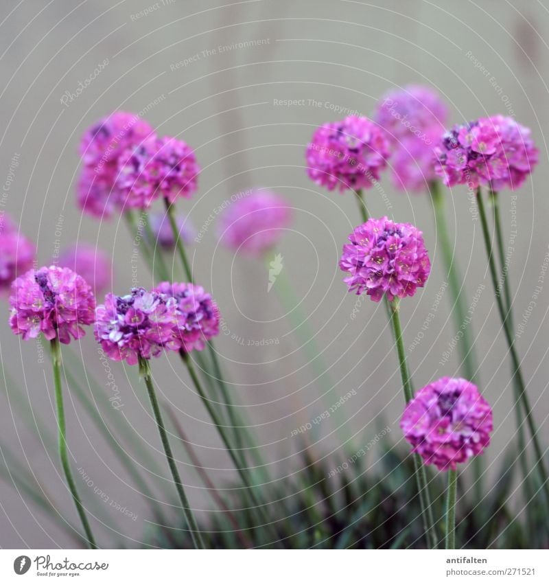 pink flowers Environment Nature Plant Summer Flower Leaf Blossom Pot plant Garden Gray Green Violet Pink Bud Blossom leave Stalk Wall (building) Window box