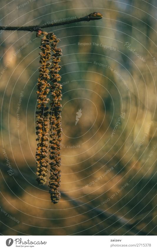 Close-up of a corylus avellana hanging on a branch Fruit Beautiful Life Plant Autumn Forest Growth Natural Soft Brown Yellow hazel common hazel Catkin aments