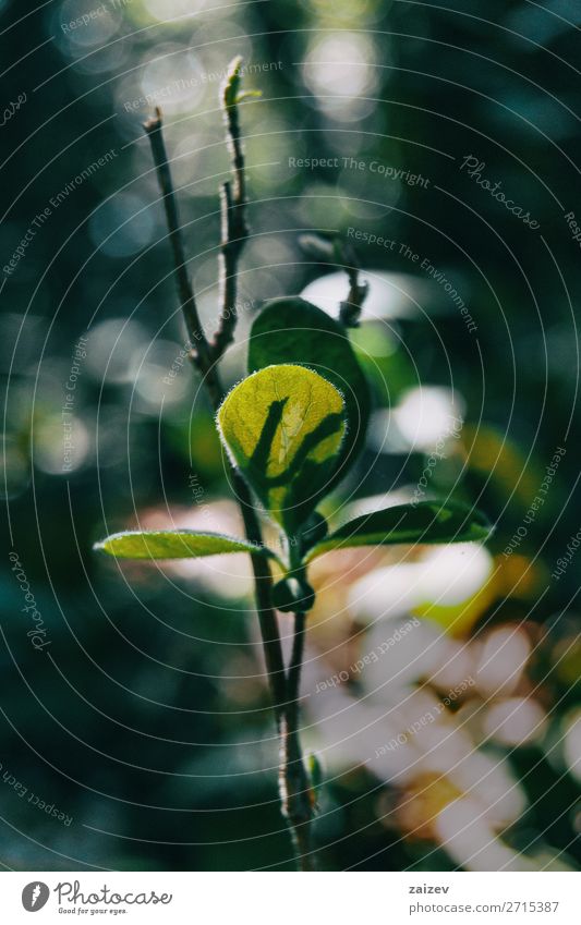 Close-up of three small green leaves on a branch on bokeh background Life Nature Plant Leaf Forest Growth Small Natural Cute Wild Green Colour Symmetry close