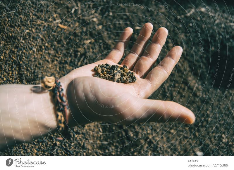 Close-up of some volcanic soil held by a human hand with a bracelet Vacation & Travel Adventure Hiking Human being Hand Fingers Nature Earth Stone Small Natural