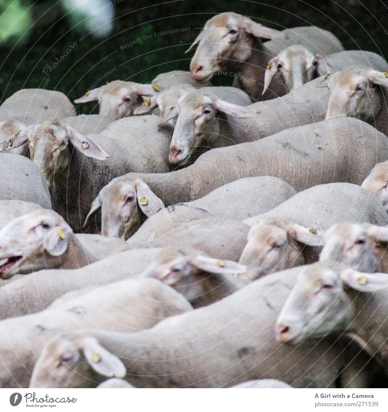 as they came tumbling out of the woods Animal Farm animal Herd Running Movement Jump Athletic Natural Flock Sheep Many Landscape Subdued colour Exterior shot