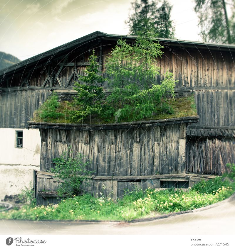 Green the roofs! Nature Plant Tree Forest Village Sustainability Moody Tourism Environment Woodground Colour photo Exterior shot Day