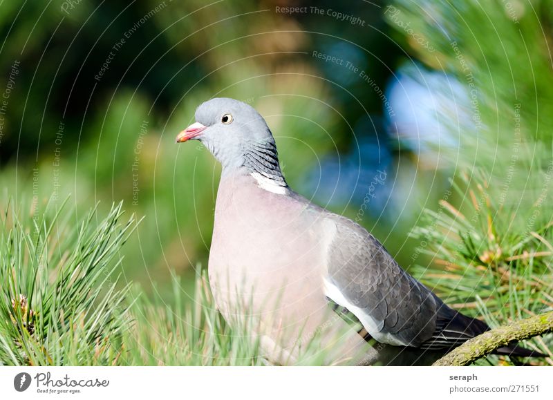 Pigeon deaf columbidae dove Wild Bird Animal fauna mascot feather dress Looking Observe tree crown Conifer Pine Twig Feather Sit Wing Wood Beak Flying