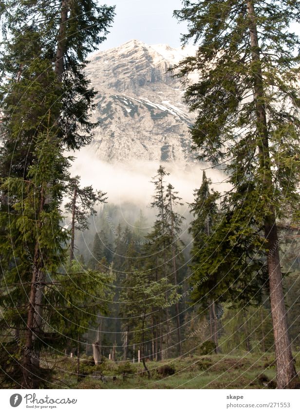 Forest impression Mountain Climbing Mountaineering Tree Moss Alps Peak Calm Nature Colour photo Exterior shot Dawn Deep depth of field