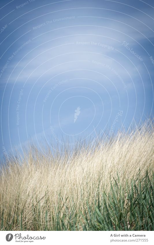 Hiddensee I let's just be Environment Nature Landscape Sky Clouds Beautiful weather Hill Coast Baltic Sea Island Bright Clean Blue Subdued colour Exterior shot