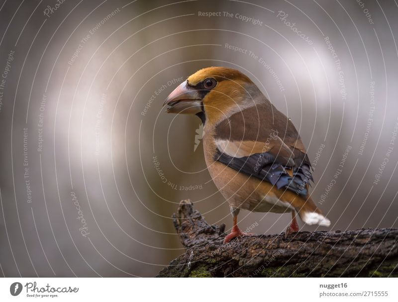 Hawfinch 2 Environment Nature Plant Animal Spring Summer Autumn Winter Beautiful weather Tree Branch Garden Park Forest Wild animal Bird 1 Esthetic Dark Brash