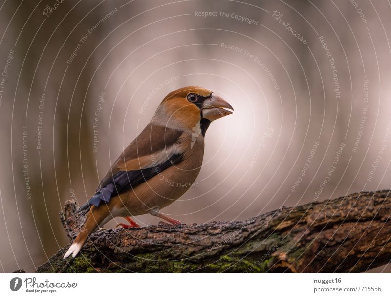 Hawfinch 1 Environment Nature Landscape Animal Sunrise Sunset Spring Summer Autumn Winter Beautiful weather Tree Branch Garden Park Forest Wild animal Bird