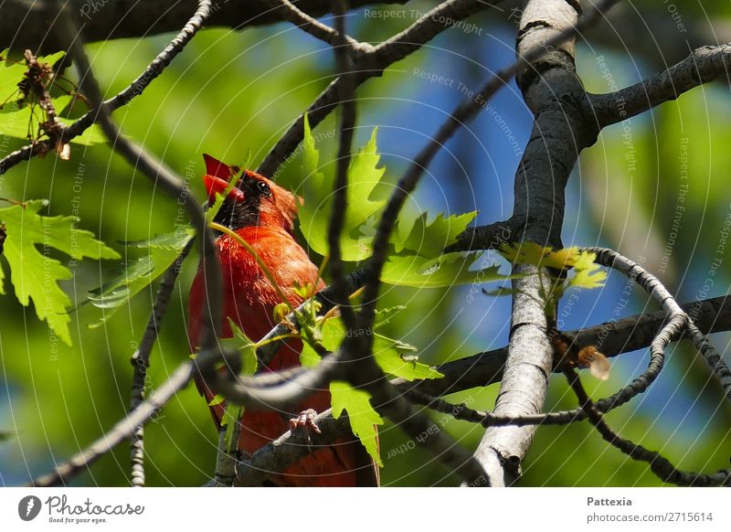 Red Cardinal Animal Bird 1 Sit Free Happiness Healthy Happy Beautiful Blue Gray Green Moody Power Uniqueness Elegant Energy Life Pride Colour photo