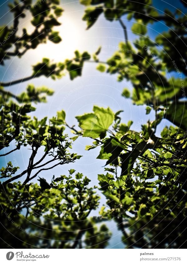 Cologne 120526 divine rose garden I Senses Relaxation Summer Sun Garden Environment Nature Sunlight Plant Tree Leaf Colour photo Exterior shot Deserted Day