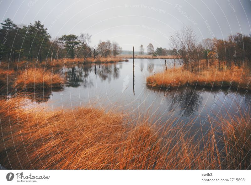 moorland Environment Nature Landscape Plant Air Water Clouds Horizon Autumn Bad weather Rain Tree Grass Bushes Wild plant Forest Bog Marsh Pond Lake Gloomy Calm