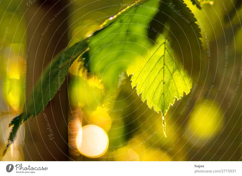 beech, leaf in backlight in autumn Nature Tree Green Leaf Back-light Sun Bright luminescent warm beam reflections Autumnal Forest Depth of field low