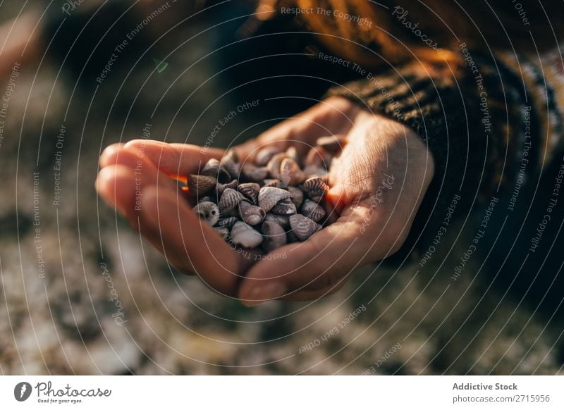 Hand holding small shells Mussel shell Small Nature marine Natural seashell Object photography Animal Beautiful Detail Close-up Mollusk Water Aquatic Shellfish