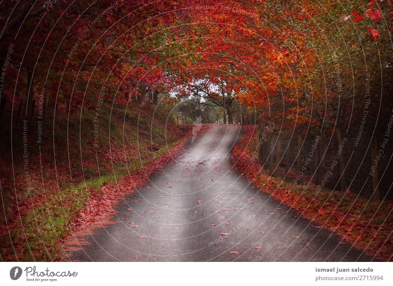 road and red trees in the forest in the mountain Street Lanes & trails Forest Tree Red Leaf branches Mountain Nature Landscape Vacation & Travel Destination