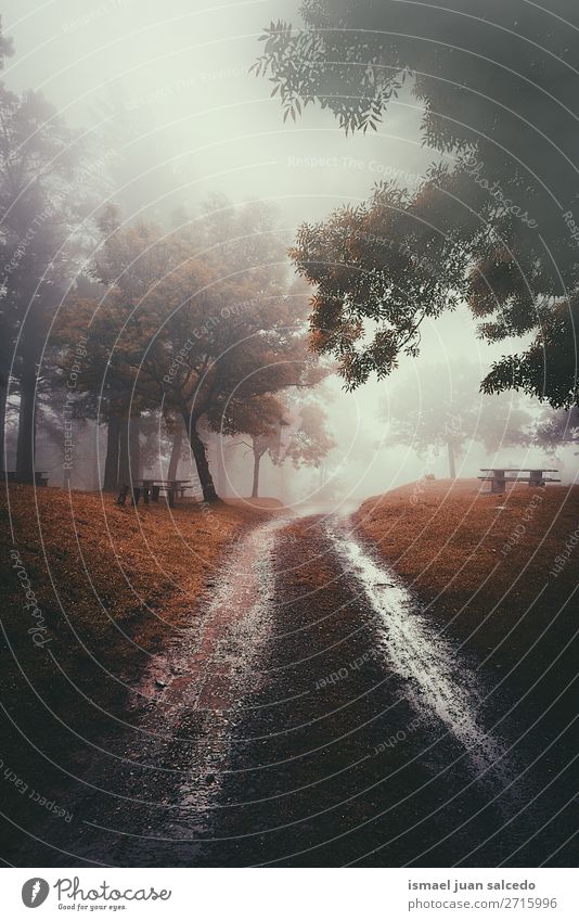 road and trees in the forest with fog in the mountain Street Lanes & trails Forest Tree Red Leaf Branch Mountain Nature Landscape Vacation & Travel Destination