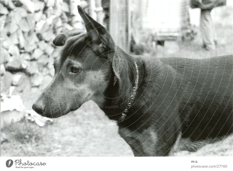 mikes lea Dog Watchfulness . Black & white photo kink in the ear Stack of wood