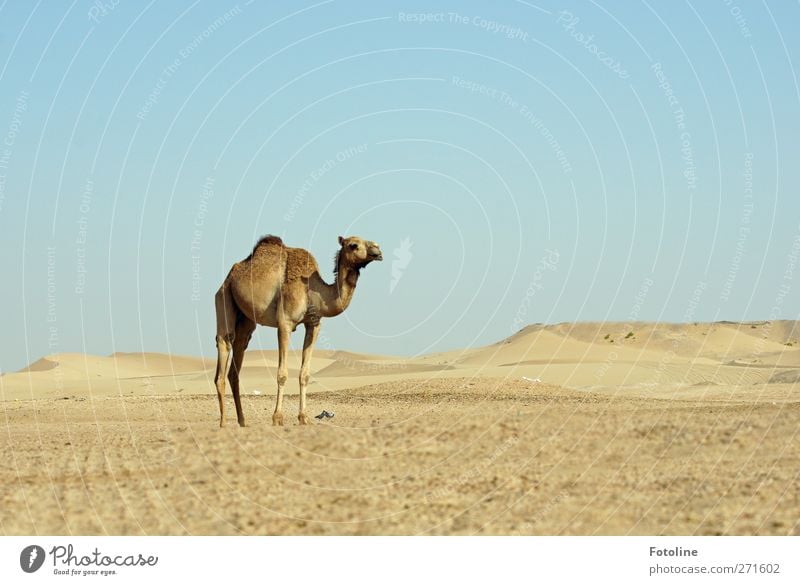 fata morgana Environment Nature Landscape Animal Elements Earth Sand Sky Cloudless sky Warmth Desert Farm animal Pelt Hot Bright Natural Blue Brown Dromedary