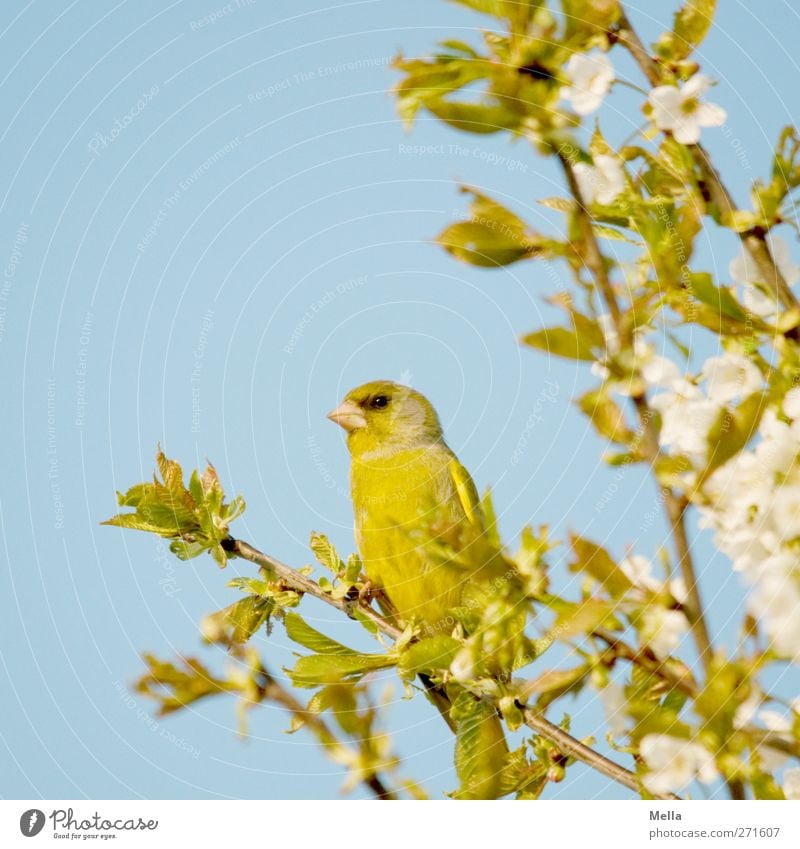 spring! Environment Nature Plant Animal Spring Tree Leaf Blossom Cherry tree Wild animal Bird Finch 1 Crouch Looking Sit Natural Curiosity Cute Blue Green