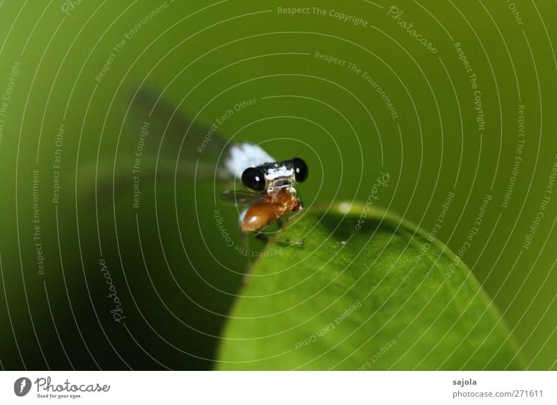 fat prey Plant Animal Leaf Wild animal Insect Small dragonfly 1 2 To feed Green Looking Prey Colour photo Exterior shot Close-up Macro (Extreme close-up)